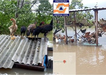 Galinhas ficam ilhadas após igarapé transbordar e invadir galinheiro em Normandia
