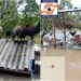 Galinhas ficam ilhadas após igarapé transbordar e invadir galinheiro em Normandia