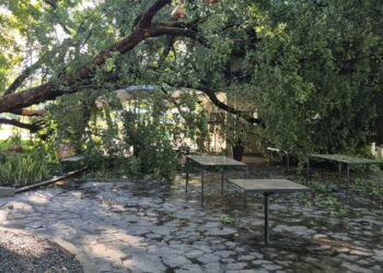 Árvore cai e atinge parte de cafeteria no Centro de Boa Vista; FOTOS