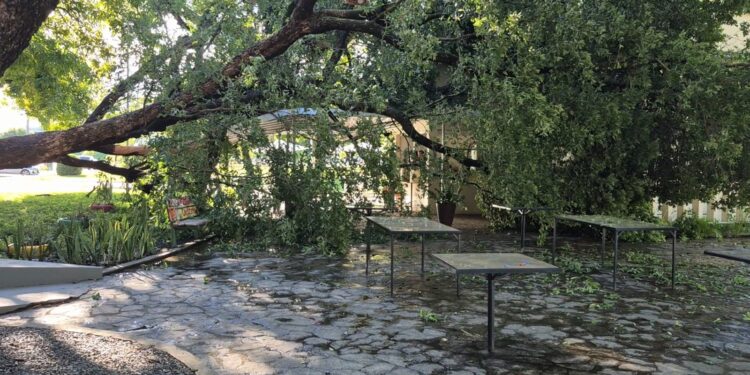 Árvore cai e atinge parte de cafeteria no Centro de Boa Vista; FOTOS