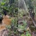 Exército refaz expedição histórica por rios e floresta até o Monte Caburaí, ponto mais ao Norte do Brasil