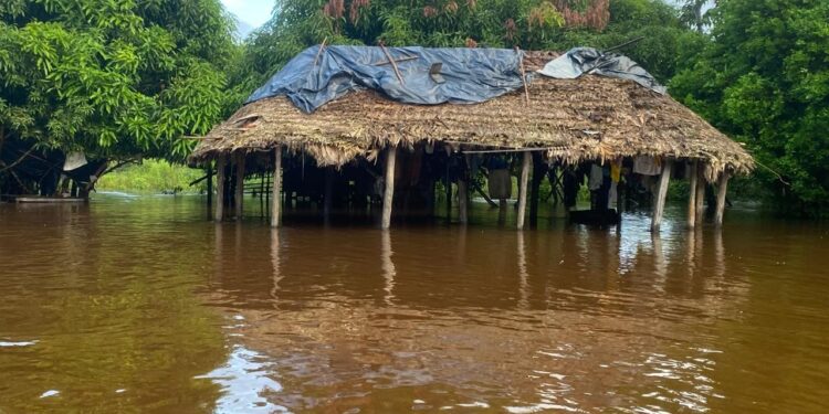 Rios transbordam com chuvas e isolam metade da população no município mais indígena do Brasil; FOTOS