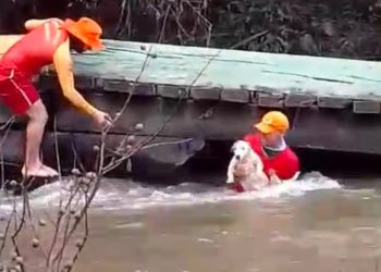 VÍDEO: Bombeiros salvam cachorro arrastado por correnteza em RR