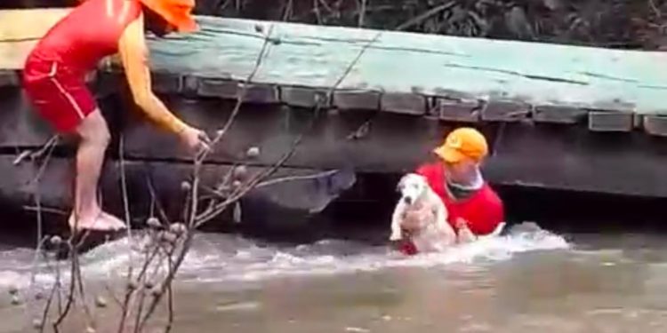 VÍDEO: Bombeiros salvam cachorro arrastado por correnteza em RR